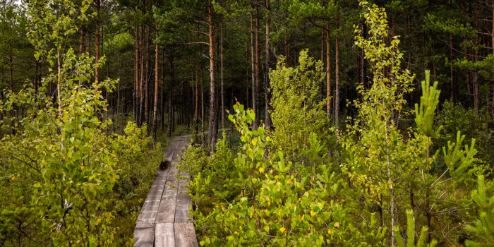 Gražiausi pažintiniai takai Lietuvoje