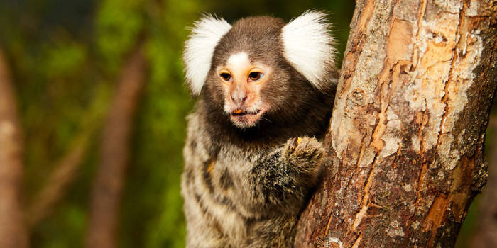 Zoologijos sodas Zoopark Vilniuje - Viešbučiai Vilniuje