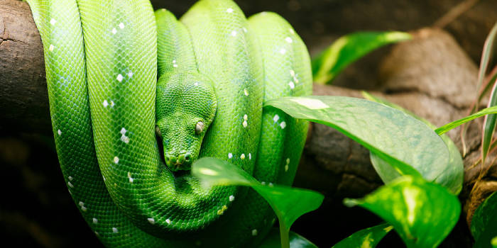 Zoologijos sodas Zoopark Vilniuje - Viešbučiai Vilniuje