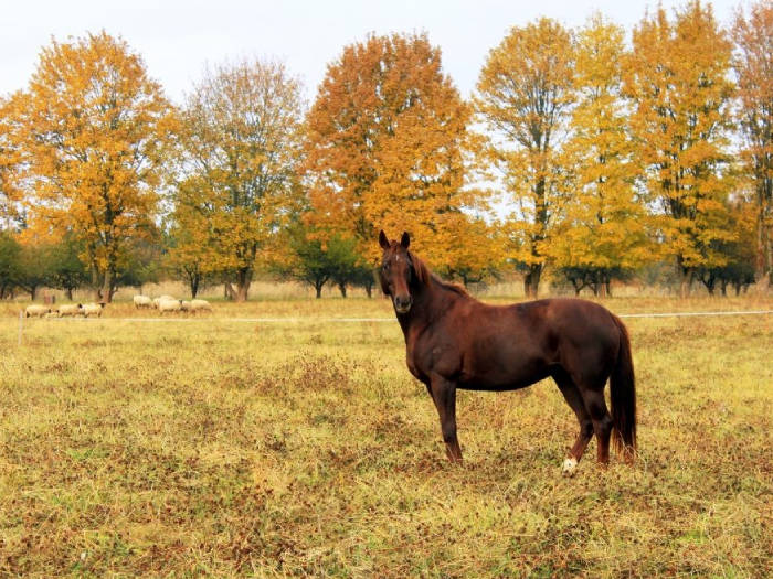 Rietavo žirgynas - Viešbučiai Telšių rajone