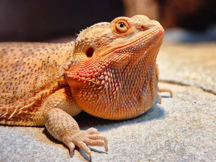 Zoologijos sodas Zoopark Kaune - Viešbučiai Kaune